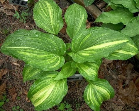 hosta library|hosta library plants photos.